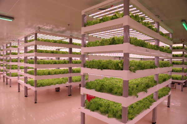 植物工厂立体水培生菜 植物工厂立体水培生菜