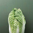 结球白菜 结球白菜
