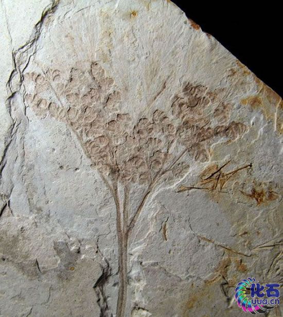 植物化石 植物化石