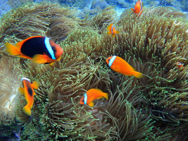 白条海葵鱼 白条海葵鱼