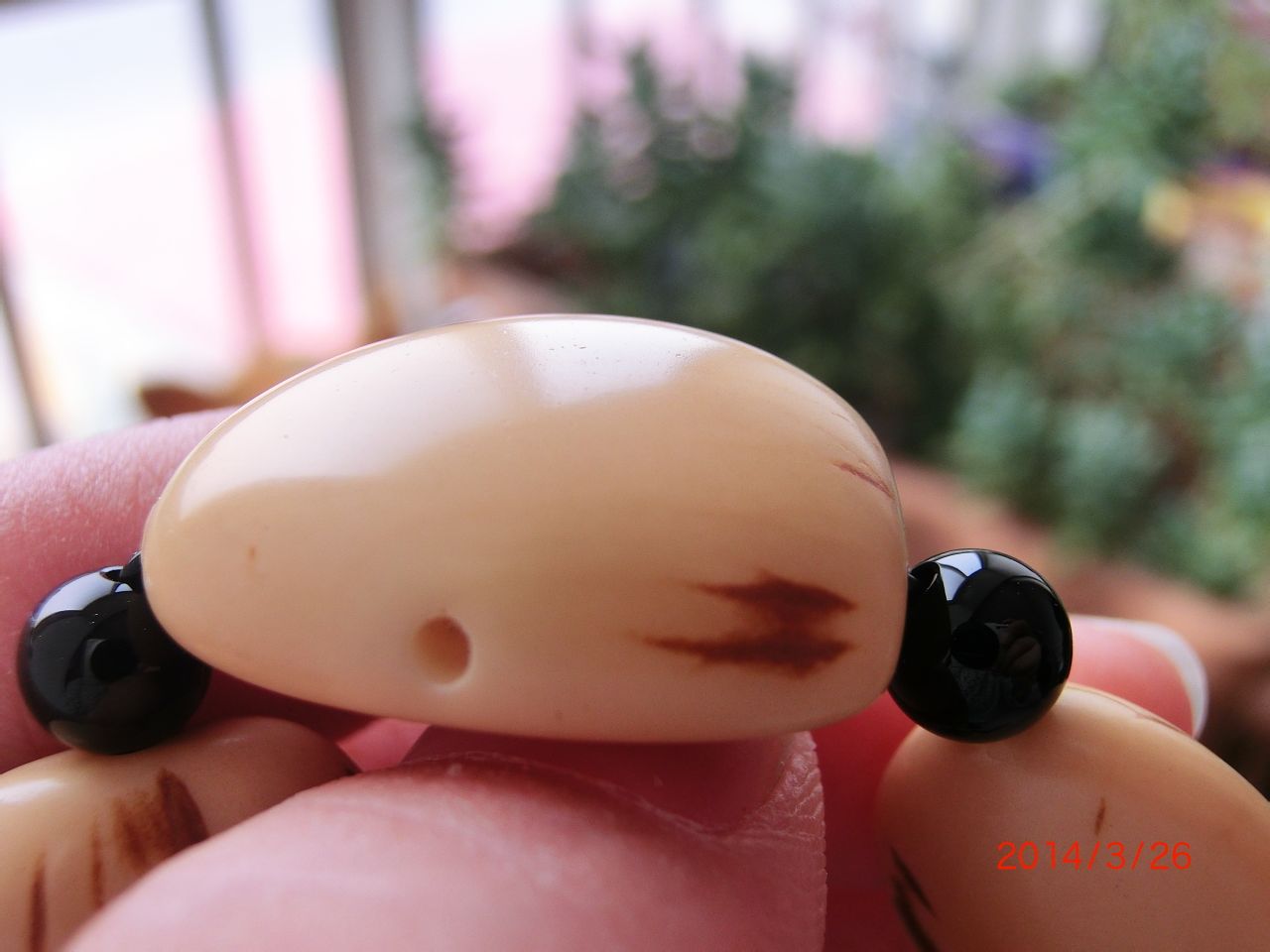 菩提子(植物) 菩提子(植物)