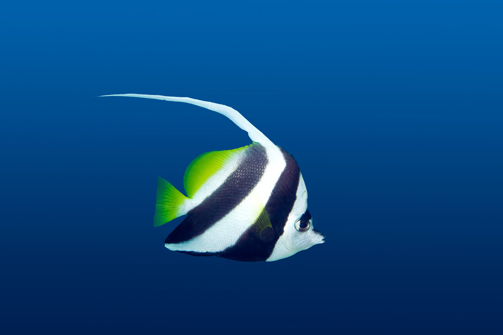 海鱼 海鱼