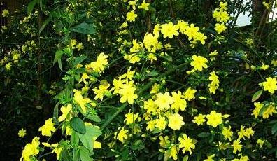 木犀科 木犀科