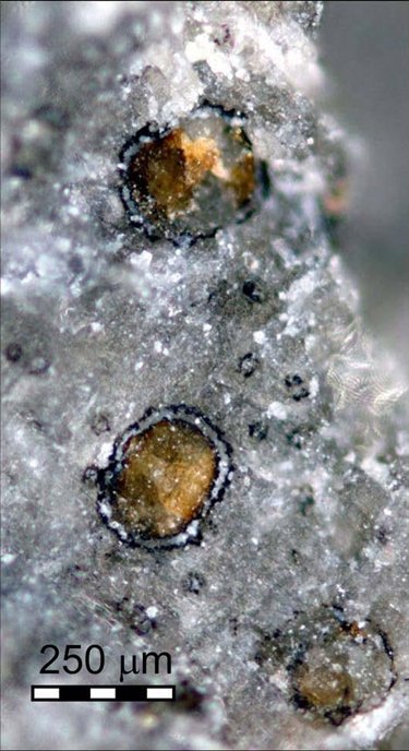 火星陨石中发现的碳酸盐小球 火星陨石中发现的碳酸盐小球