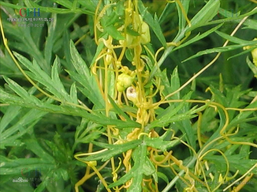 菟丝子 菟丝子