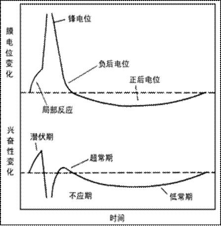 绝对不应期 绝对不应期