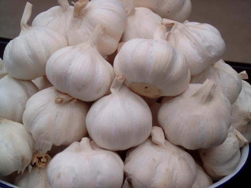 中牟大蒜 中牟大蒜