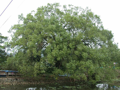 樟科 樟科
