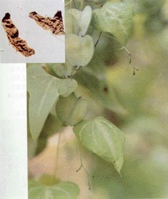 盾叶薯蓣 盾叶薯蓣