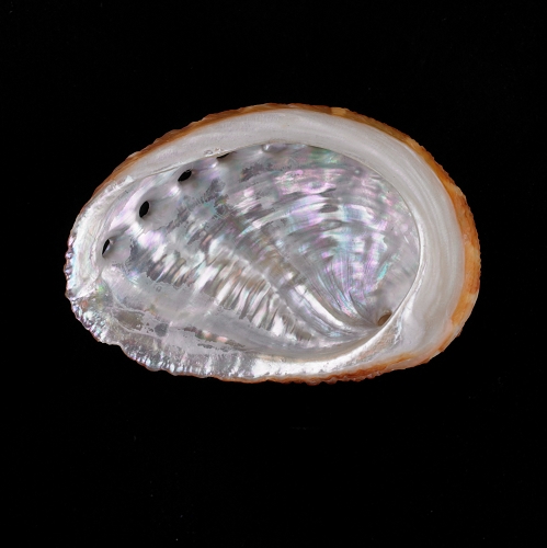 原始腹足目 原始腹足目
