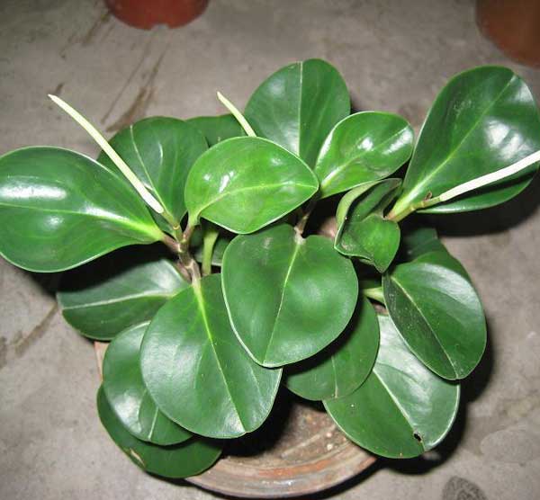 水养的椒草 水养的椒草