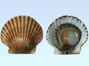 海湾扇贝 海湾扇贝