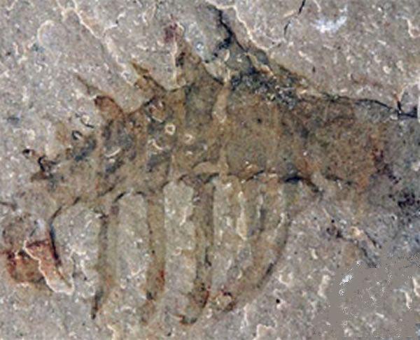 加拿大布尔吉斯生物群 加拿大布尔吉斯生物群
