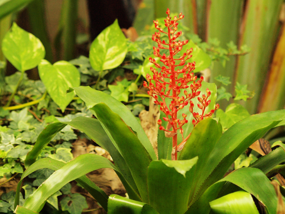 热带花卉 热带花卉