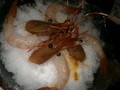 牡丹虾