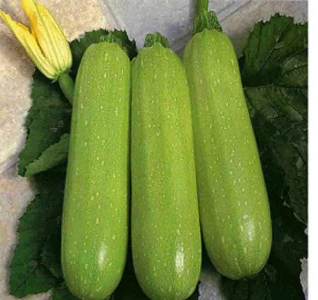 葫芦目 葫芦目