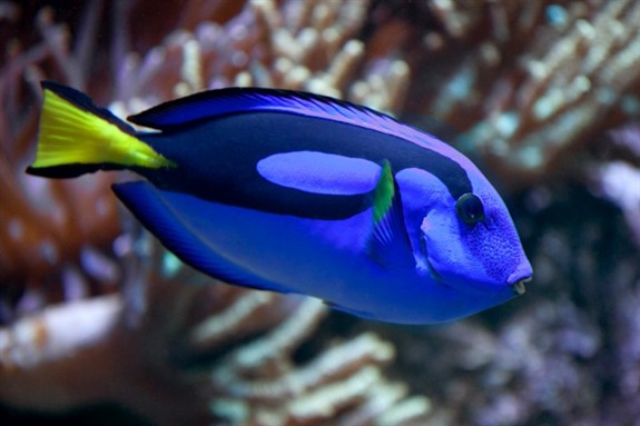 海洋原型——黑鳃刺尾鱼 海洋原型——黑鳃刺尾鱼