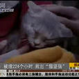 猫坚强(玉树地震废墟中被解救的猫) 猫坚强(玉树地震废墟中被解救的猫)