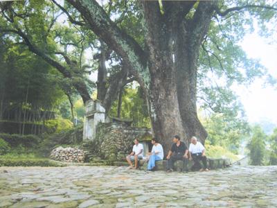 牛卧龙村古榕树 牛卧龙村古榕树