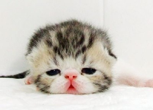 斑鼻猫 斑鼻猫