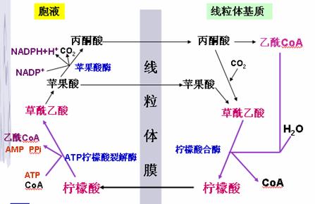 软脂酸合成其他物质 软脂酸合成其他物质