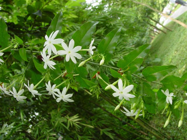 木犀科 木犀科