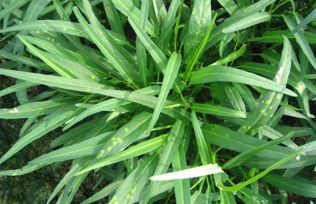 蕹菜白鏽病 蕹菜白鏽病
