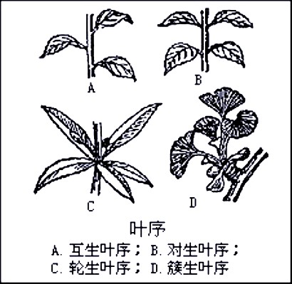 叶序 叶序