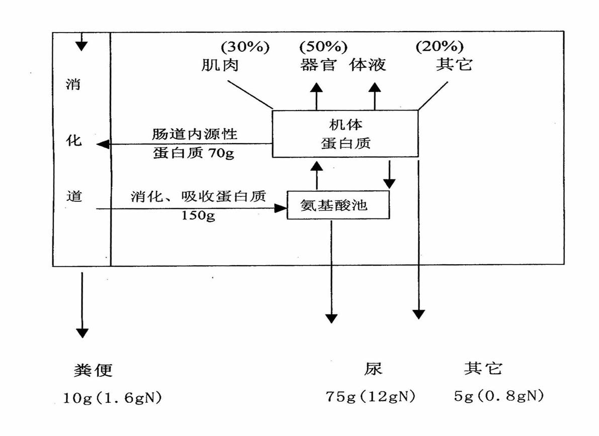 蛋白质代谢 蛋白质代谢