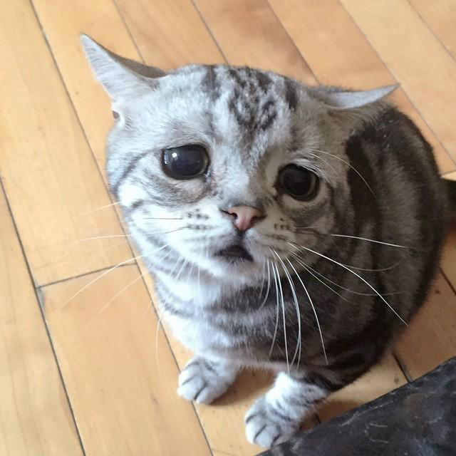 委屈猫 委屈猫