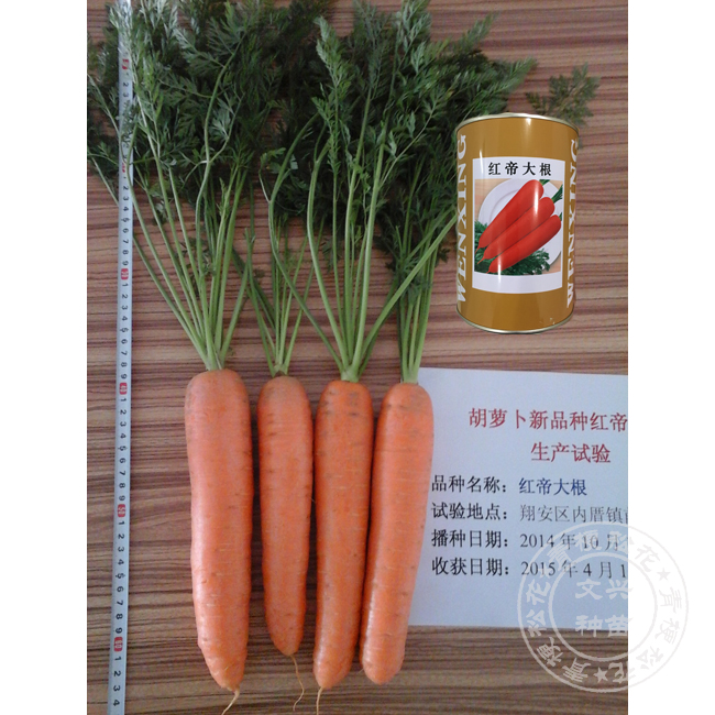 红帝大根 红帝大根
