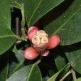 黑老虎(木兰目五味子科植物) 黑老虎(木兰目五味子科植物)