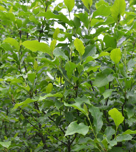 木兰花(药物名) 木兰花(药物名)