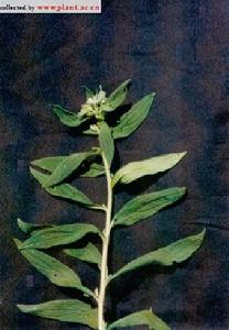 大紫草 大紫草
