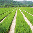苗圃基地 苗圃基地