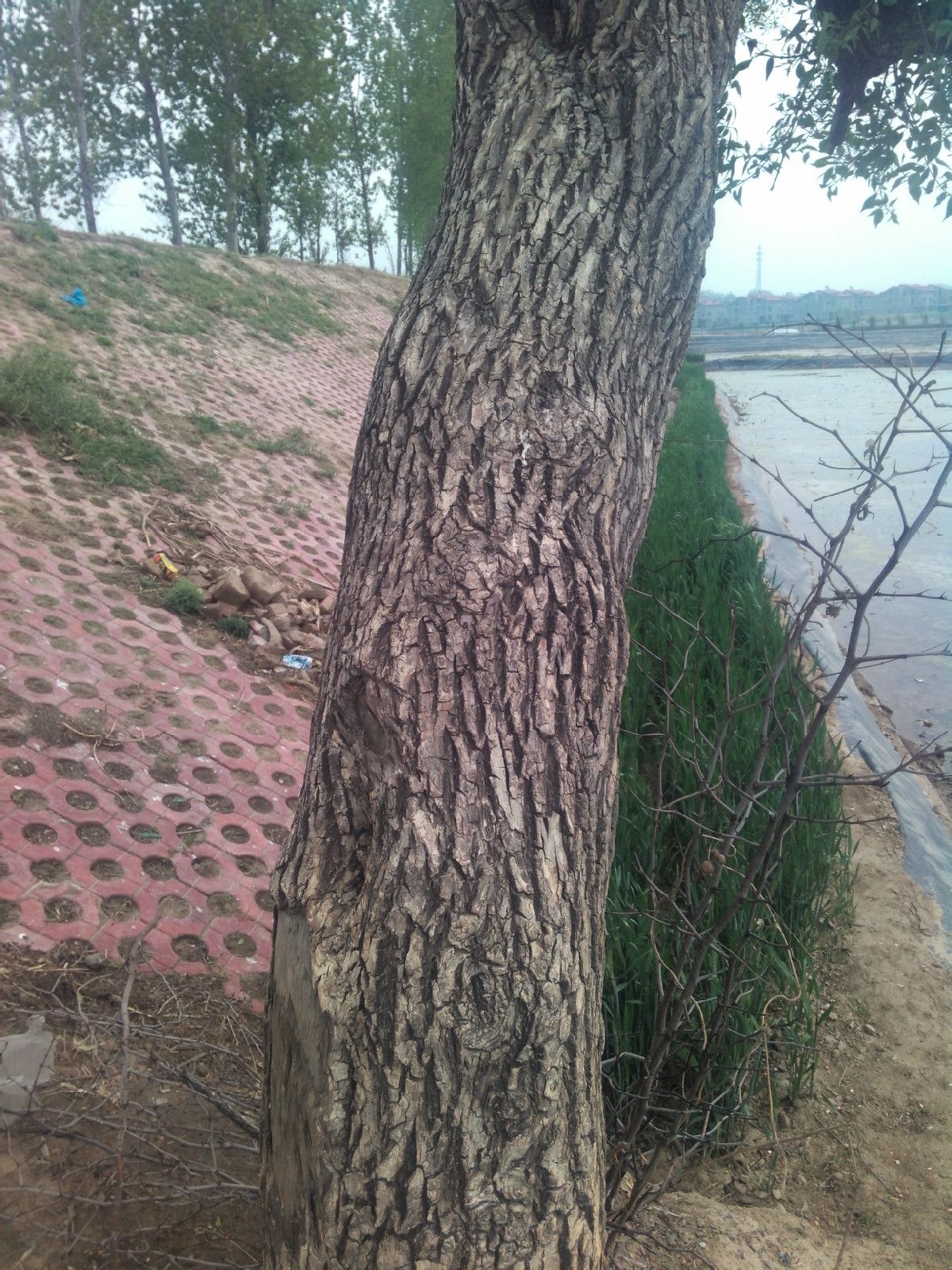 鬼见愁 鬼见愁