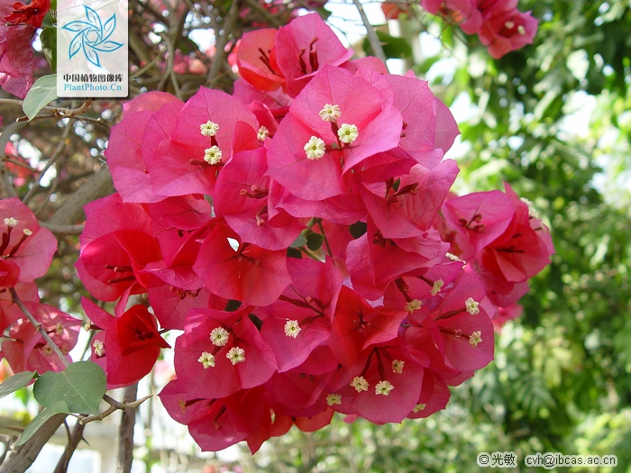 叶子花 叶子花