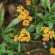 桂竹香(十字花科植物) 桂竹香(十字花科植物)