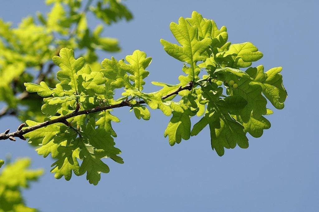 夏栎 夏栎