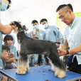 宠物美容师 宠物美容师