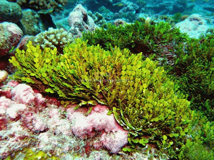 海藻王面膜 海藻王面膜
