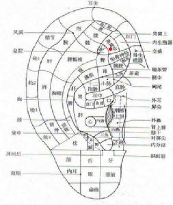 耳穴穴位示意图 耳穴穴位示意图