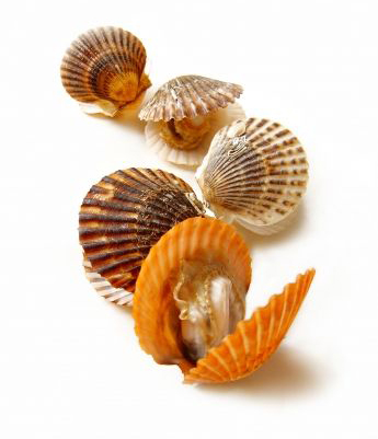 海湾扇贝 海湾扇贝