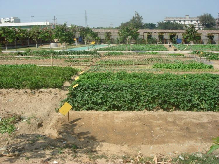 汕头开心农场 汕头开心农场