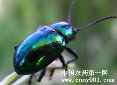 豆蓝金龟子 豆蓝金龟子