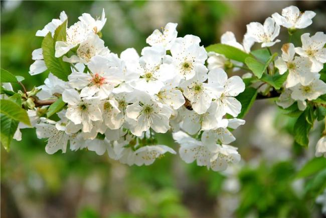 时果樱桃花 时果樱桃花