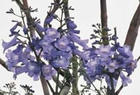 蓝花楹 蓝花楹