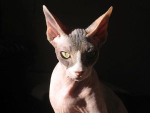 斯芬克司猫 斯芬克司猫