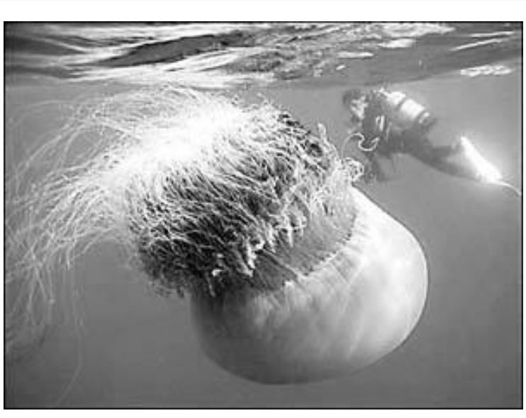 巨型浮游生物 巨型浮游生物