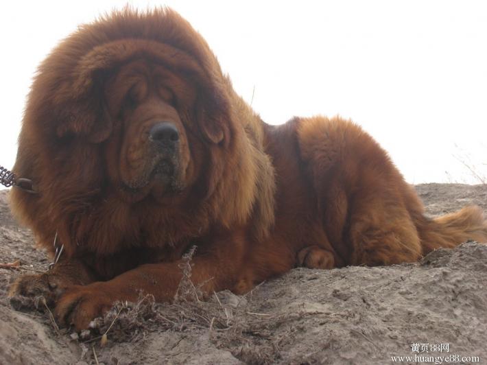 獒犬 獒犬